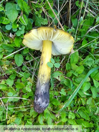 Hygrocybe conica