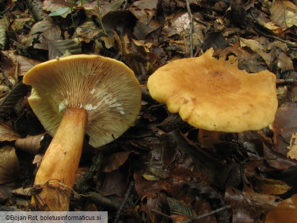 Lactarius rubrocinctus