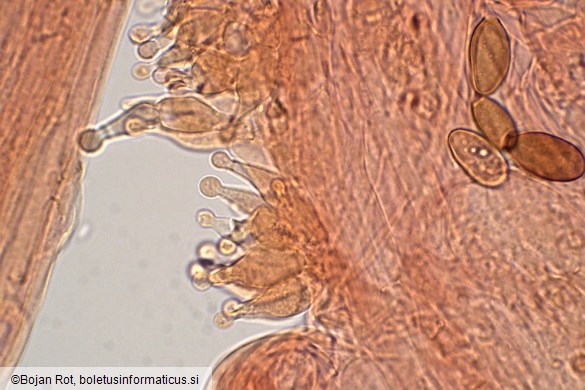 Conocybe macrospora