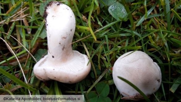 Hygrophorus hyacinthinus