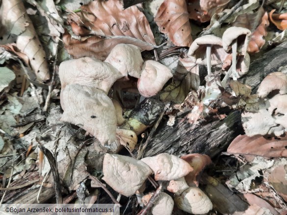 Collybiopsis confluens