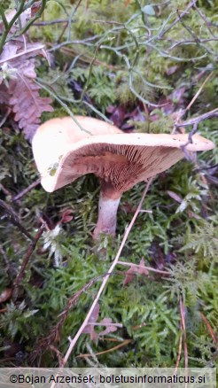 Paxillus involutus