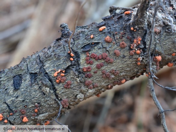 Nectria cinnabarina