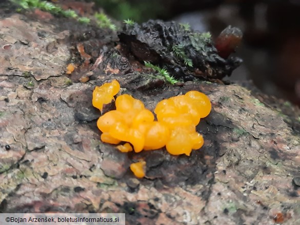 Dacrymyces stillatus