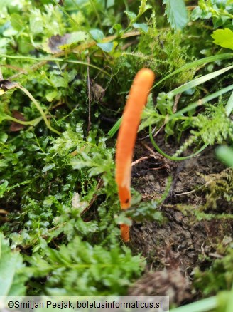 Cordyceps militaris