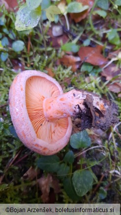 Lactarius deterrimus