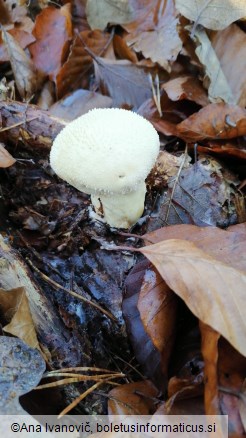 Lycoperdon perlatum