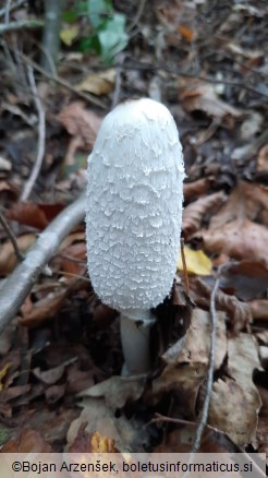 Coprinus comatus