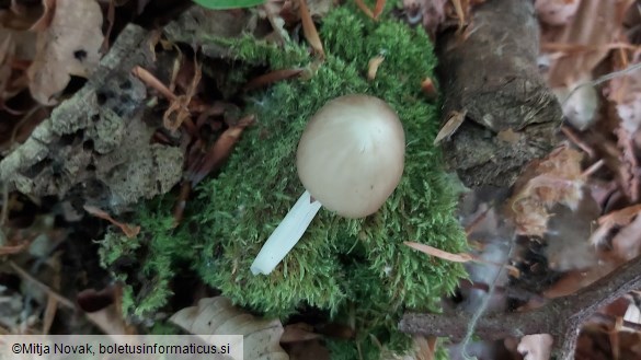 Hydropodia subalpina