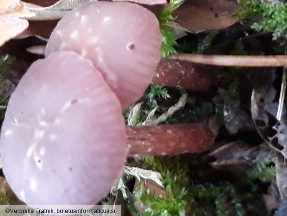 Laccaria amethystina