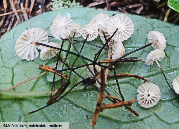 Marasmius wettsteinii