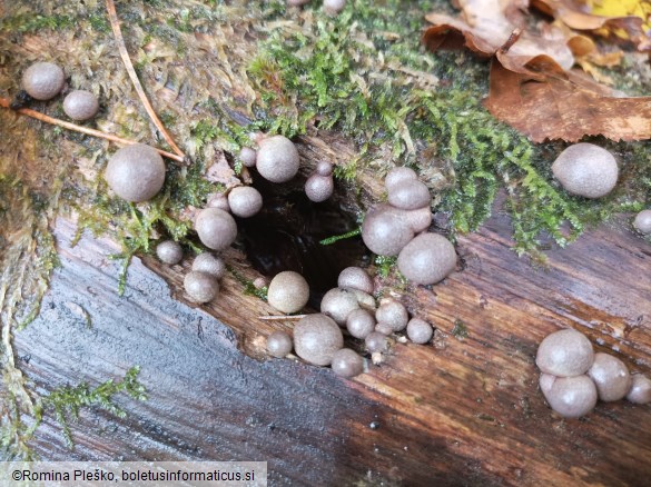 Lycogala epidendrum