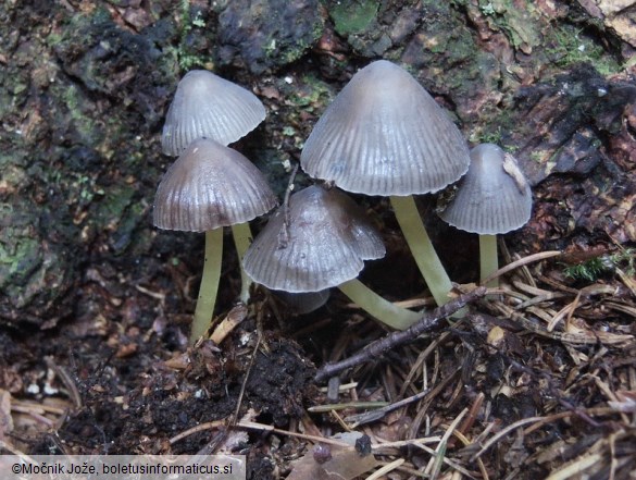 Mycena epipterygia