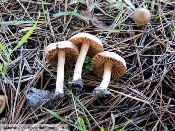 Inocybe psammobrunnea