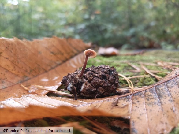 Auriscalpium vulgare