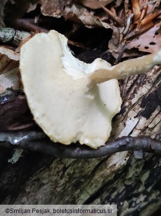 Polyporus ciliatus