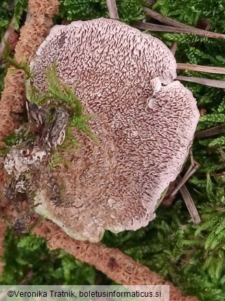 Trichaptum biforme