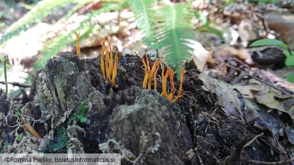 Calocera viscosa