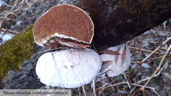 Trametes suaveolens