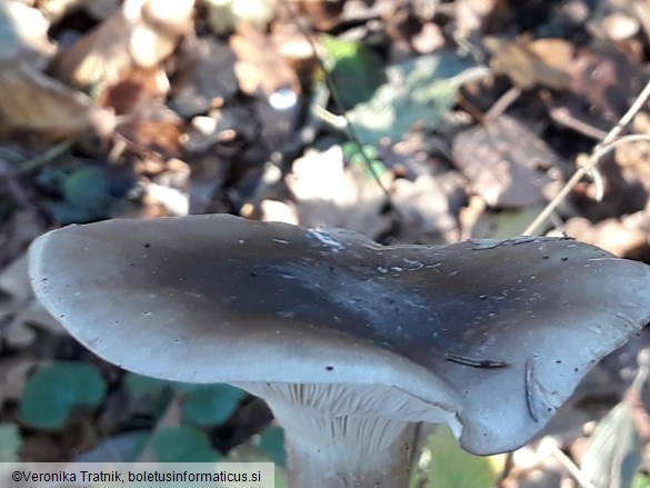 Clitocybe nebularis