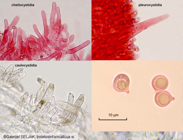 Pseudohydropus floccipes