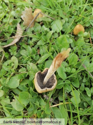 Coprinellus micaceus