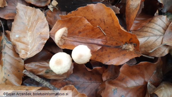 Marasmius torquescens