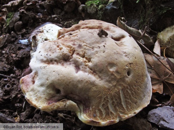 Hemileccinum depilatum