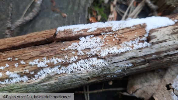 Ceratiomyxa fruticulosa