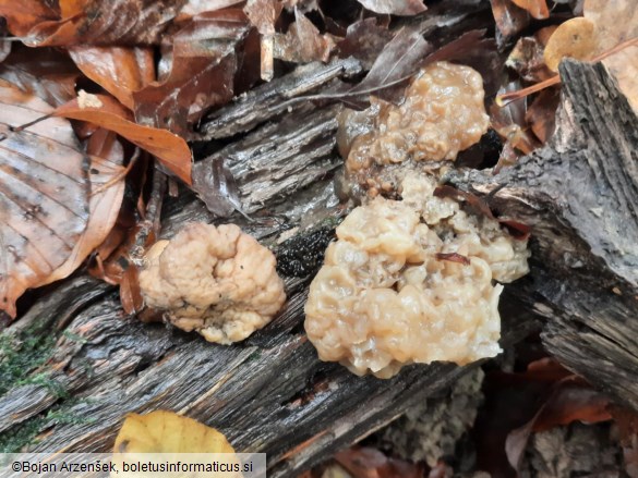 Tremella steidleri