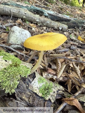 Pluteus leoninus