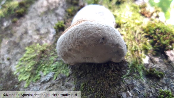 Fomes fomentarius