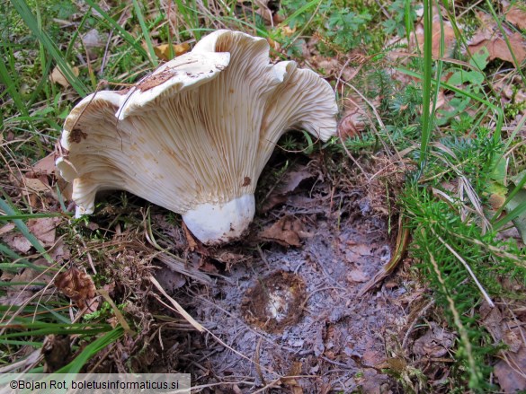 Lactarius bertillonii