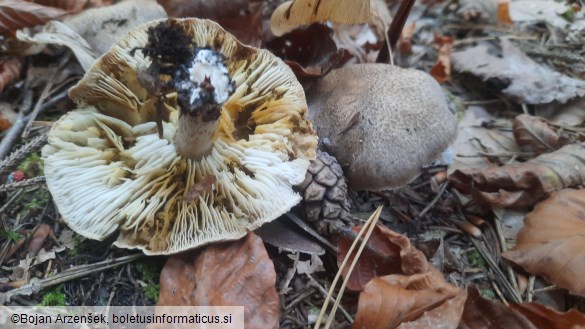 Tricholoma scalpturatum