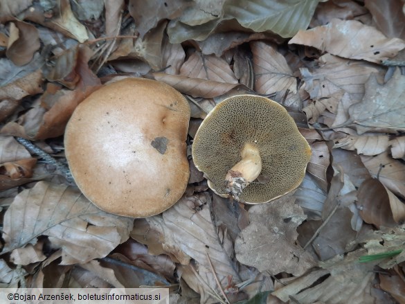 Suillus bovinus