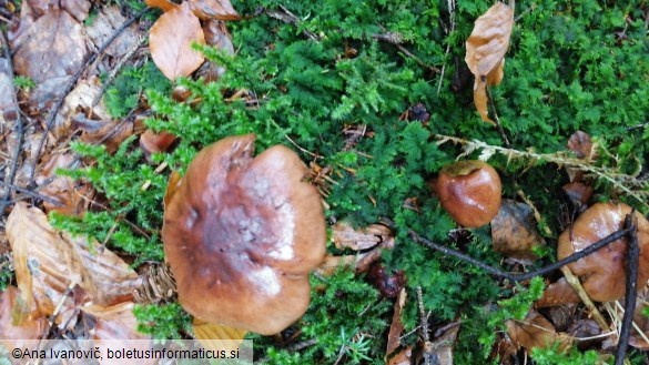 Tricholoma pessundatum