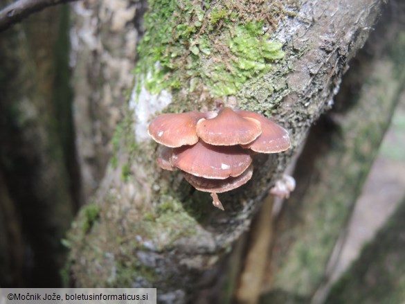 Tectella patellaris