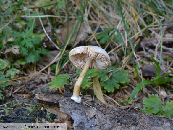 Pluteus semibulbosus