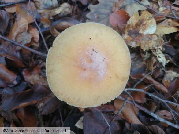 Cortinarius caperatus