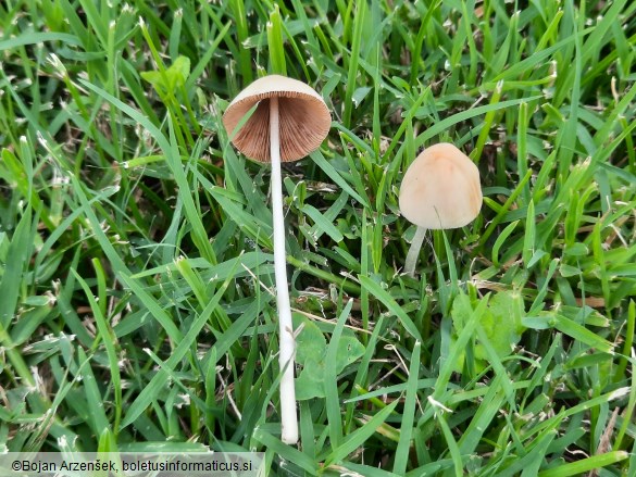 Conocybe apala