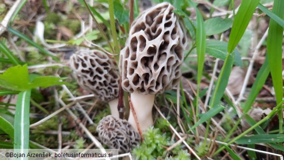 Morchella esculenta