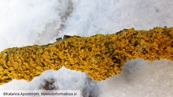 Xanthoria parietina