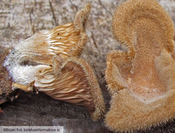 Panus neostrigosus