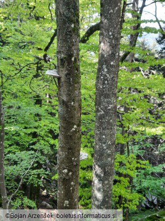 Fomes fomentarius