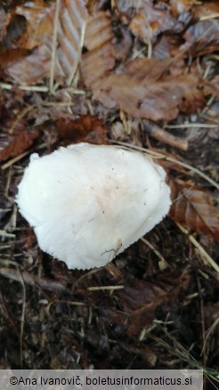 Leucoagaricus leucothites