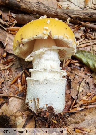 Amanita gemmata