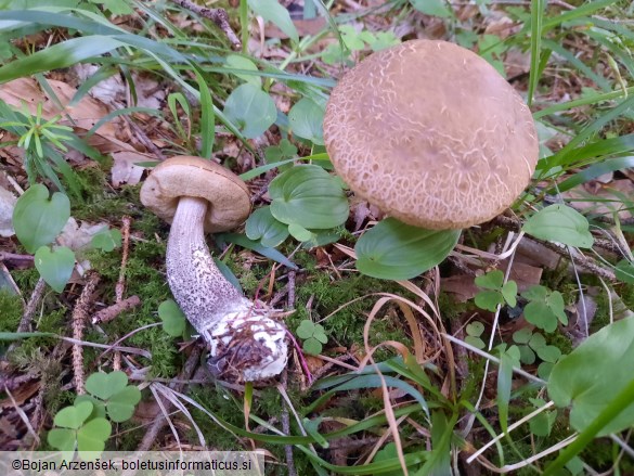 Leccinum scabrum