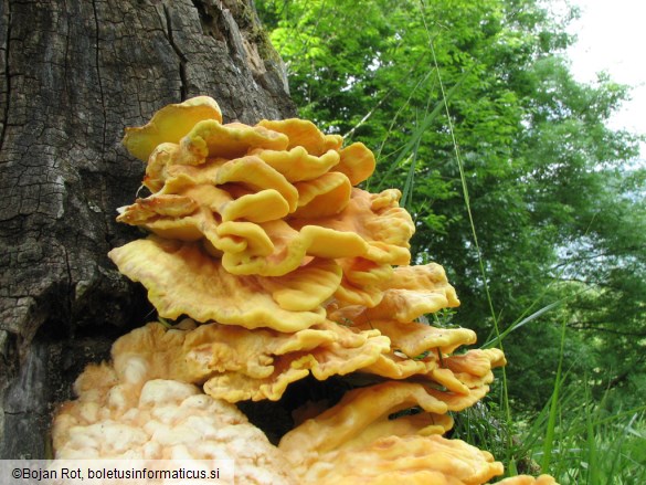 Laetiporus sulphureus