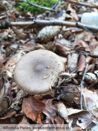 Amanita porphyria
