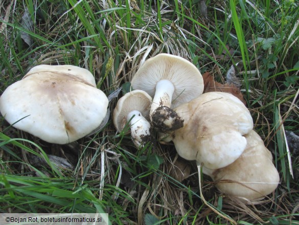 Calocybe gambosa